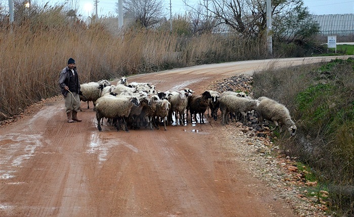 Ferencváros TC - Bohemians Praha 1905 4:2 (2:1)