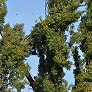 Začalo kácení topolů