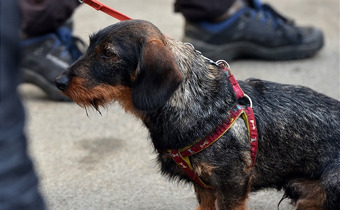 2. Vršovické posvícení v Ďolíčku