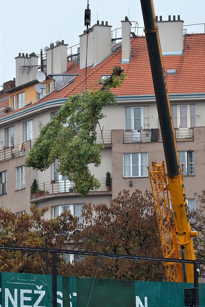 Ďolíček je již bez topolů