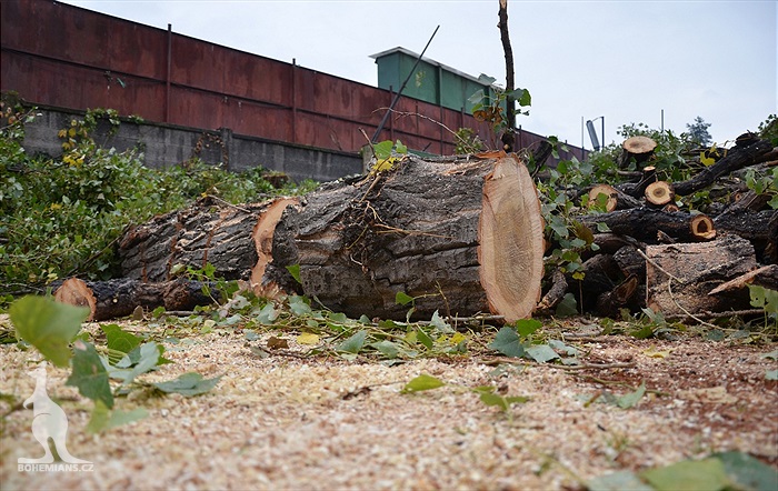 Ďolíček je již bez topolů
