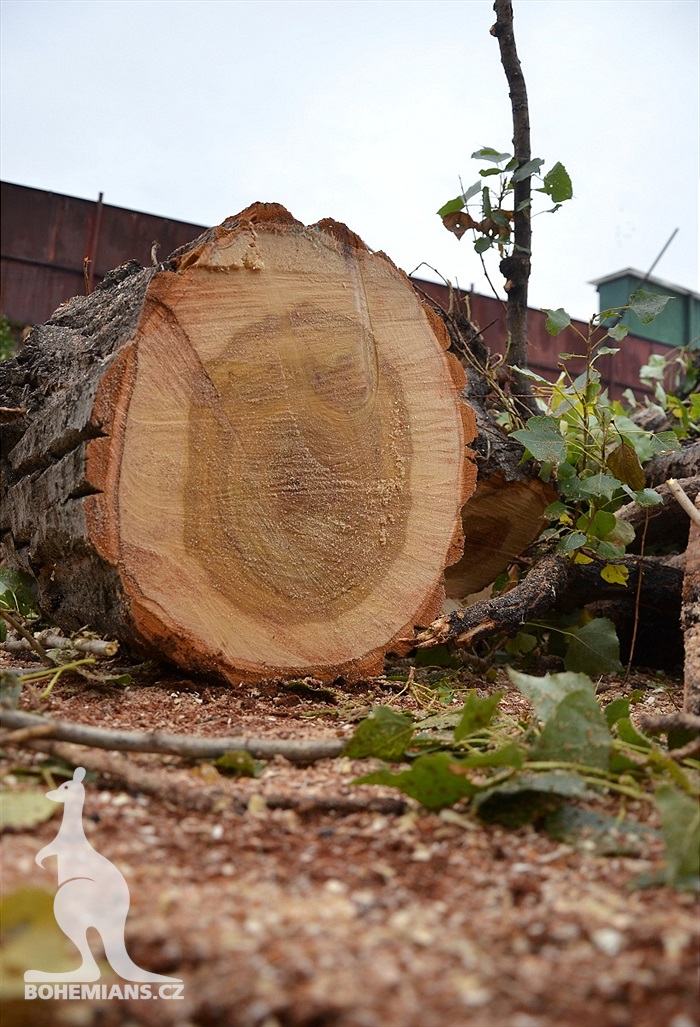 Ďolíček je již bez topolů