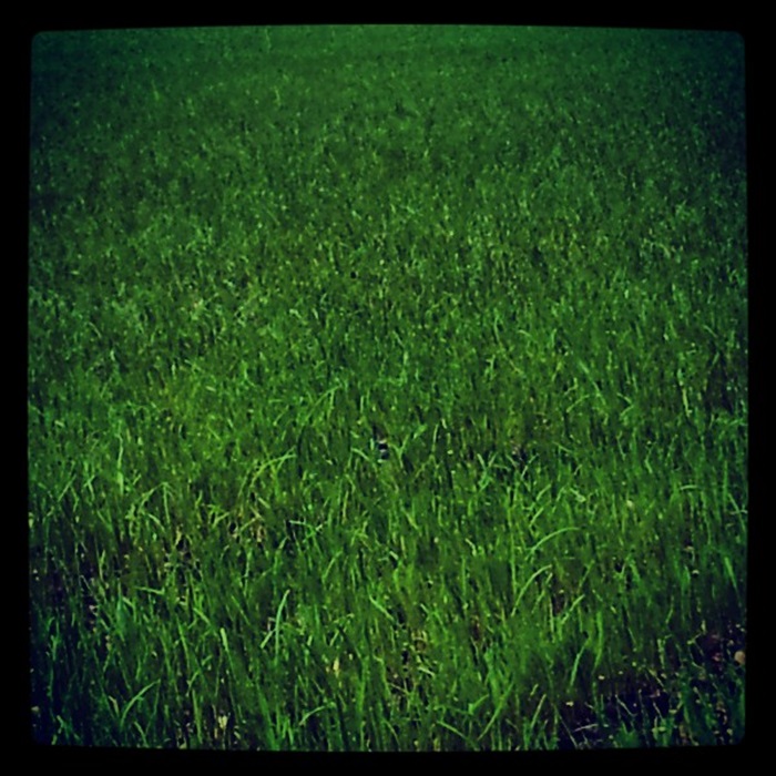 Instagram - Trávník je již hustý